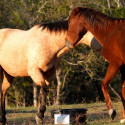 Save horse lives