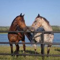 KIND HEART HORSES RESCUE