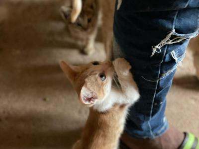 Help me to get food for animals