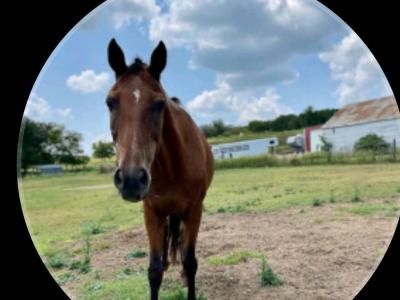 hello friends this horses rescue join us to save horses