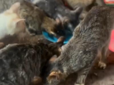 Please help me to get anew place for my rescued cats