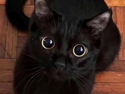 Help Patrick Feed & Care for 107 Rescued Cats