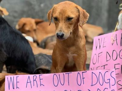 Dog Rescue Family