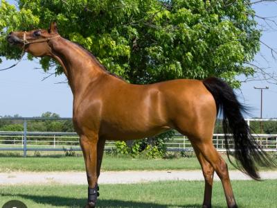 HORSE FAMILY RESCUE