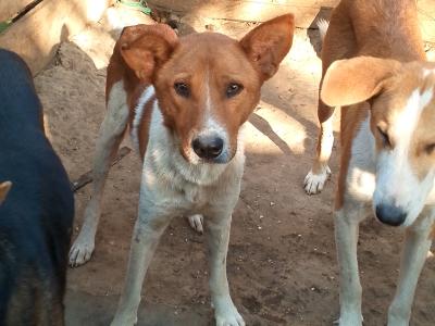 DONATE TO SAVE ABANDONED DOGS