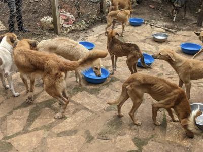 Help Us Give Uganda Abandoned Animals a Second Chance