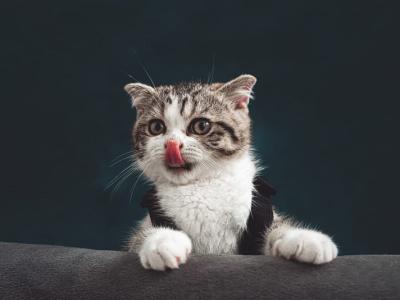 "Be the Reason a Cat Feels Safe Tonight