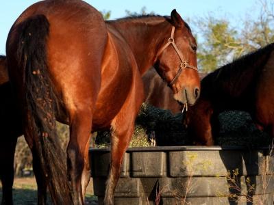 SAVING HORSE LIVES
