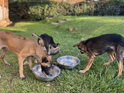 Constructing a permanent shelter for homeless and poor dogs and cats