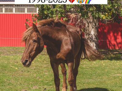 GIVING HORSES A SECOND CHANCE AT LIFE