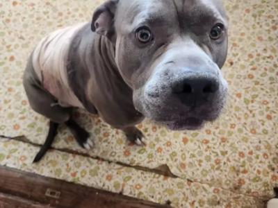 From the streets to safety  Every rescue matter